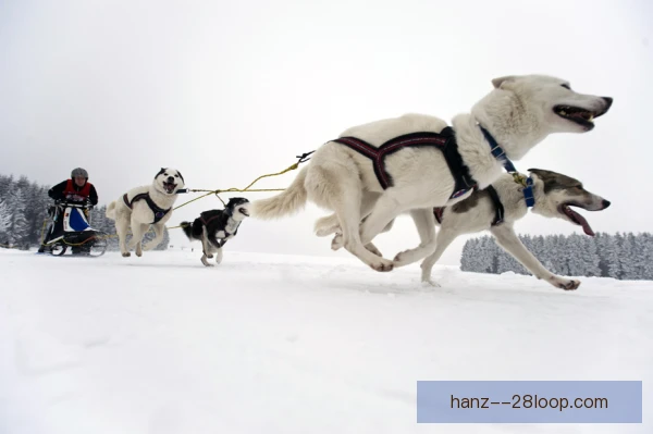 狗拉雪橇冰面传感，速度与默契在寒原上共舞